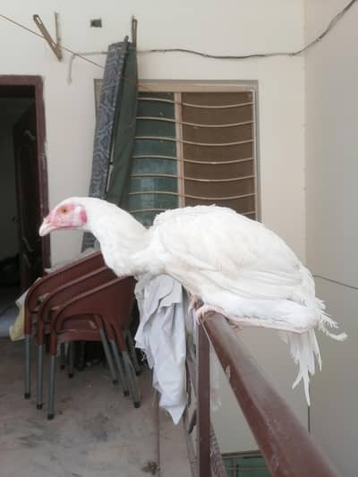 Aseel patha home breed