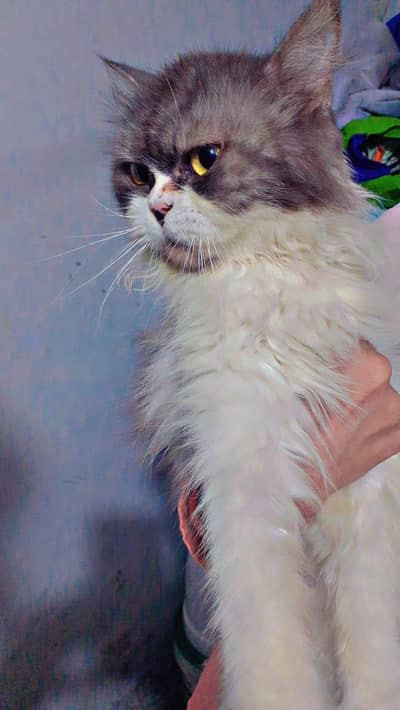 Persian Cat punch Doll face mixed