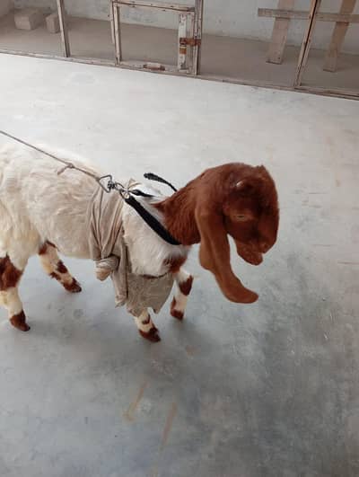 BAKRI HEALTY & ACTIVE SUB KHATY HAIN SHOK WALI CHZ HAI