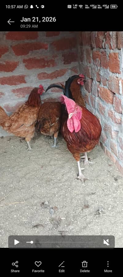 murgian Andy dy rhi han breader set for sale