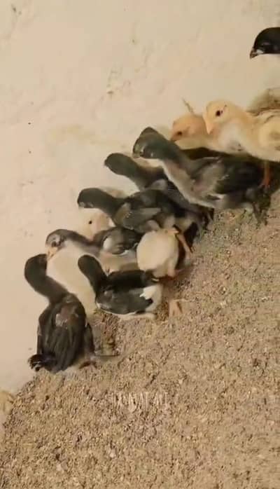 aseel Chicks