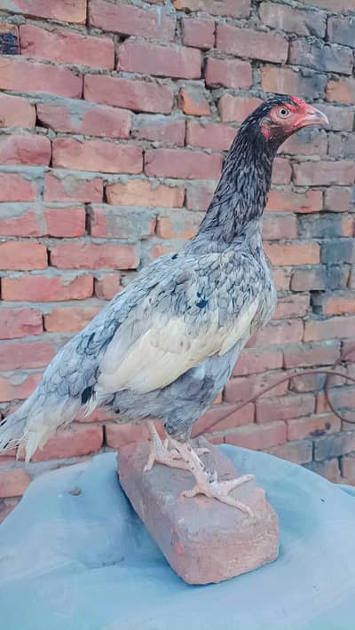 Pure Aseel SonTol and Saleti Female || Price Final Hai