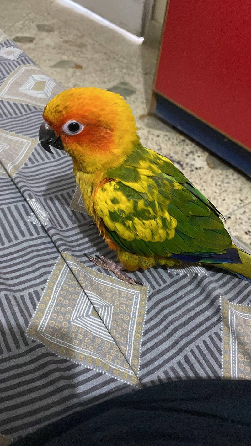 Sun Conure Parrot 0