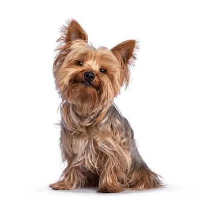 -Yorkshire terrier puppies pair for sale