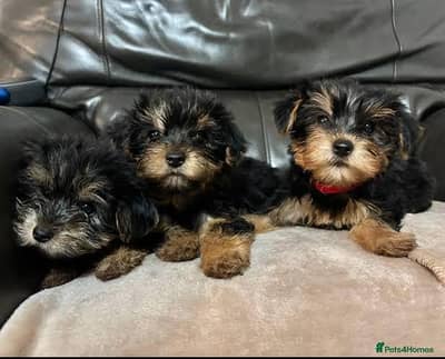 -Yorkshire terrier male / female puppies pair for sale