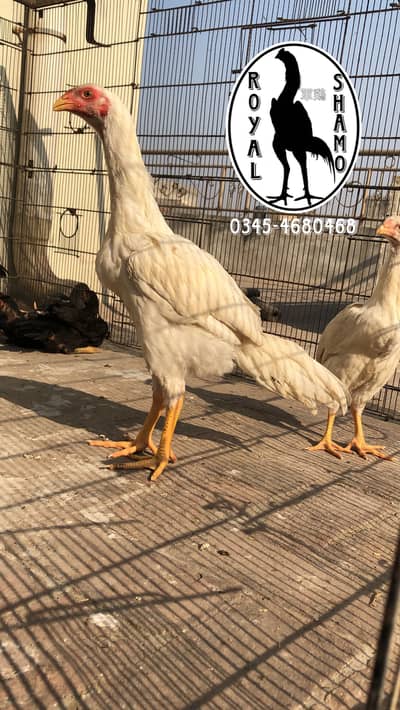 White shamo chicks available