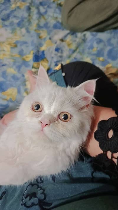 Persona cat for sale