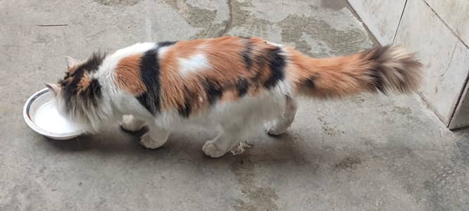 parshian double cott