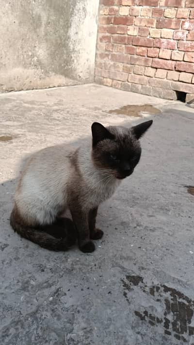 simese Thailand cat