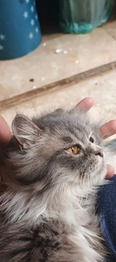 Persian cat