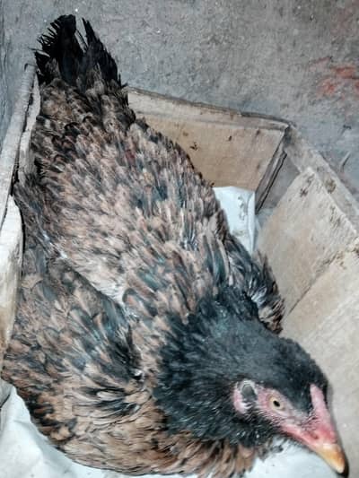 Big size ki kurak murgi hai. .