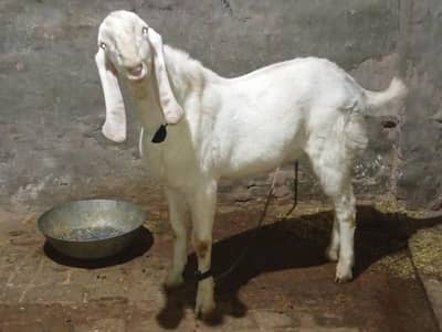 Pure Rajanpuri Gulabi khera Bakra