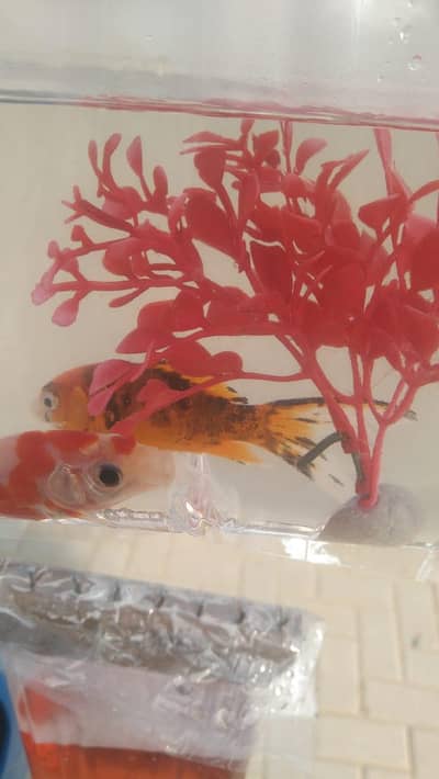 goldfish. sahiwal
