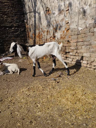 goat with kid feemail