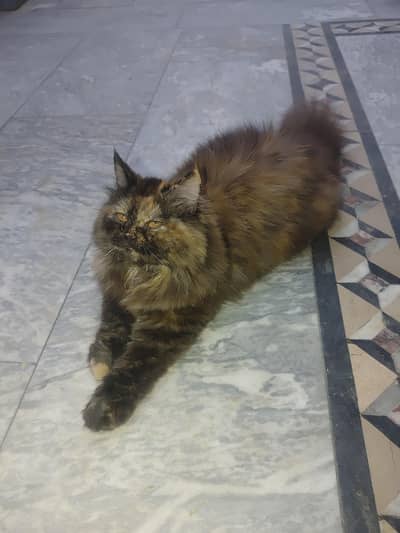 High Quality Kitten For Sale Punch Face Tripal Coat