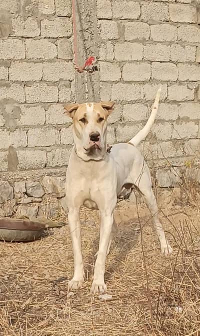 SON OFF HAPPY LAHORYIAA  TIGER GAKHAR ALLA