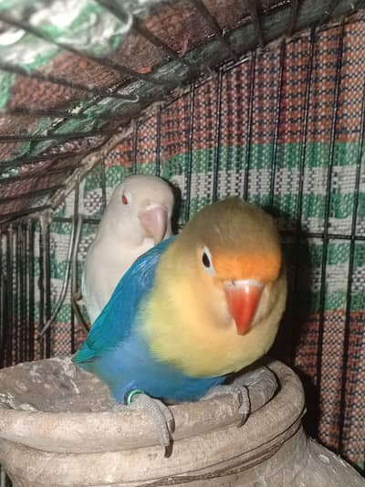 parblue and albino red eye pair / Lovebirds / albino red eye / parblue
