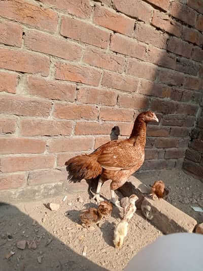 thai and mianwali bari madion ma sy crooss ho k bani achi breed