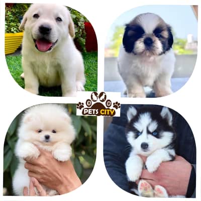 SHIHTZU Pomeranian chow chow labrador husky Rottweiler Pitbull GSD