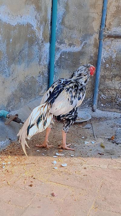 Aseel Breedar Pair with 3 chicks