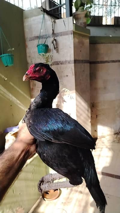 high quality patha sale