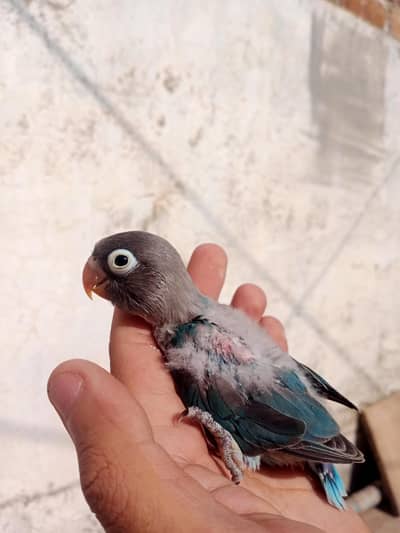 Love bird chicks