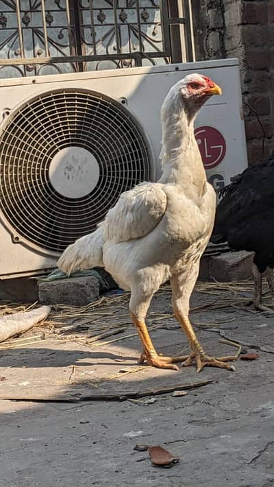 1 thi phata 1 black madi thi x Shamo 1madi hera x Shamo