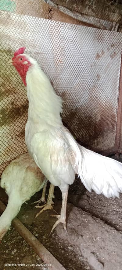 mazbot jor choras nali