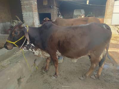 cholistani aseel cow Sony mn 15 din lyti h