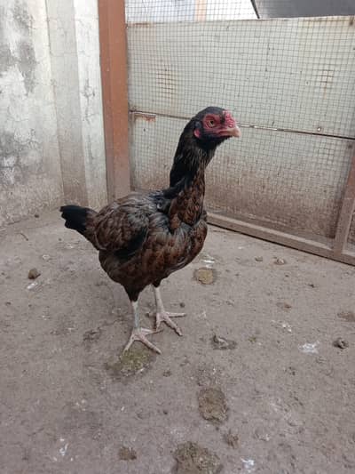 Aseel murgi for sale.