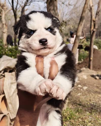 husky male female both available