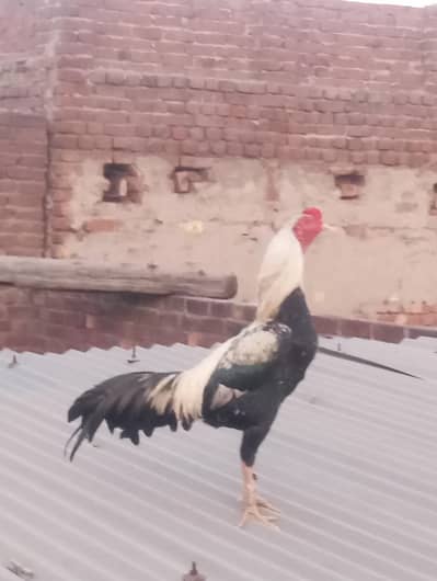 aseel murga a one quality