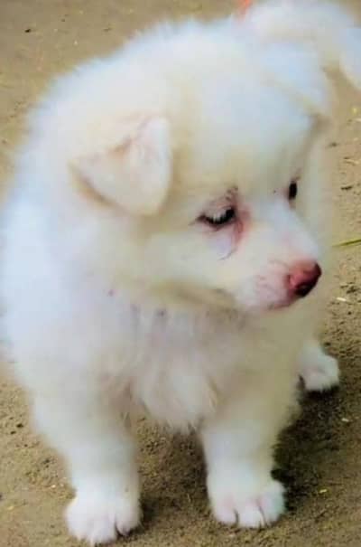 Beautiful White colour Russian breed Puppy's.