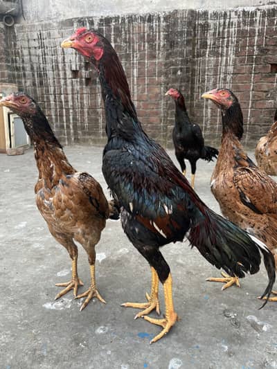 Thai cross neck lockers