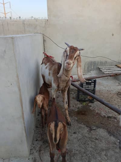 Goats for sale
