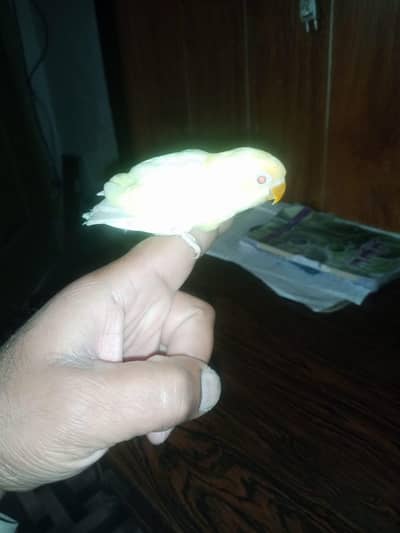 cocktail or love birds chicks for sale