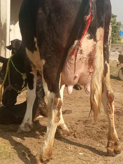 cow for sale