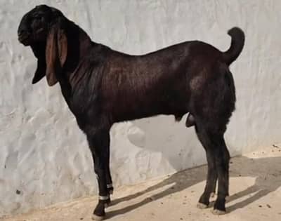 desi Bakra for sale WhatsApp/03274970754)