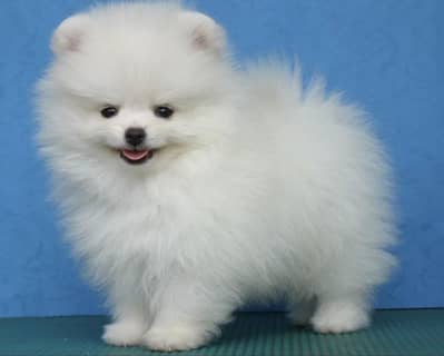 Pomeranian puppies 03425655411