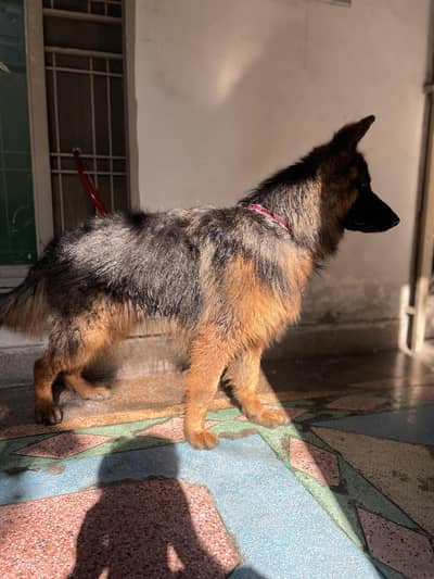 German Shepherd Long Coat Pink Pedigree Male