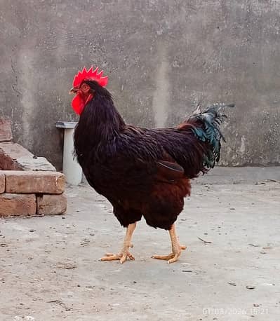 RIR Heritage Chicks 1 Month old