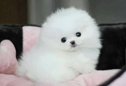 Pomeranian puppies 03425655411