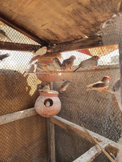 black white finch  for sale hn