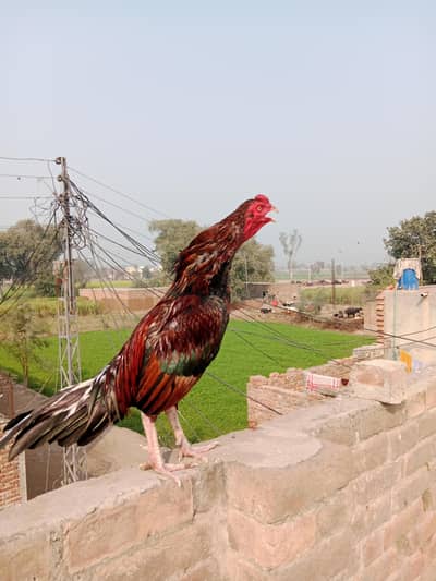 Aseel Mianwali Murgha Home Breed Full Okay