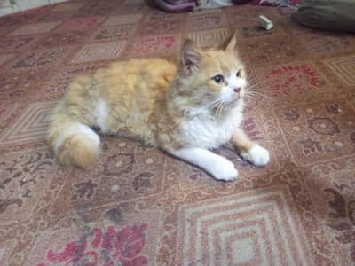 Persian Cat for sell. . .