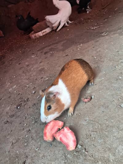 Guinea Pigs