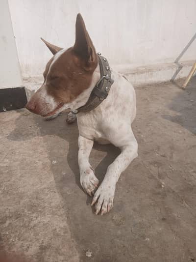 gultair | kohati gultair dog | bullydog | security dog for sale