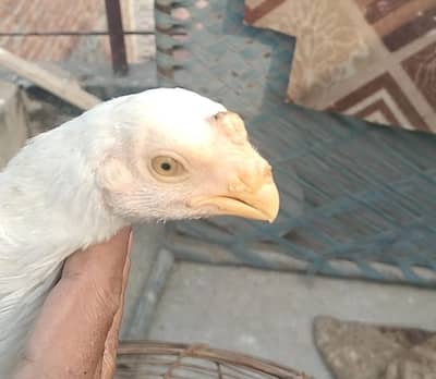 parrot beak | long tail | chick | indian parrot beak For sale