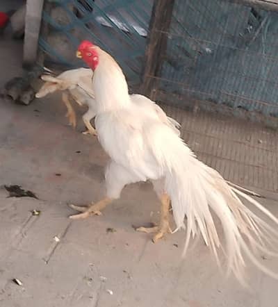 parrot beak | long tail | chick | indian parrot beak For sale