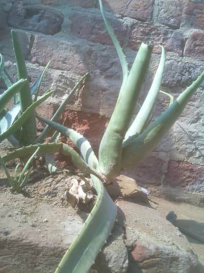 Aloe Vera plant